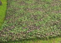 IMG_20240617_064654_677